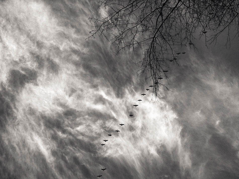 Black and white photo of a flock of Canadien geese flying against a sky filled with whispy white clouds