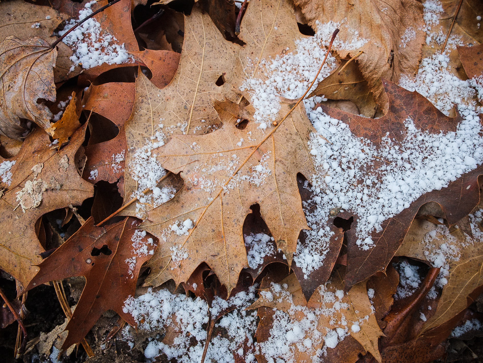 Color photo of an oak leaves on snow covered ground