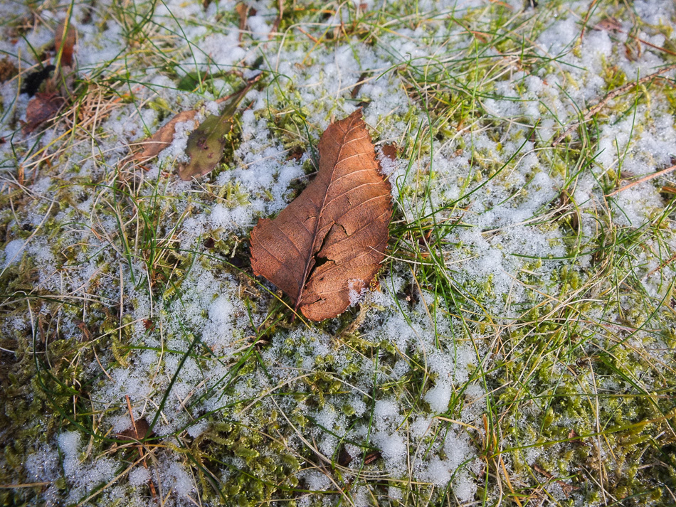 A lone leaf rests on a grassy field with snow