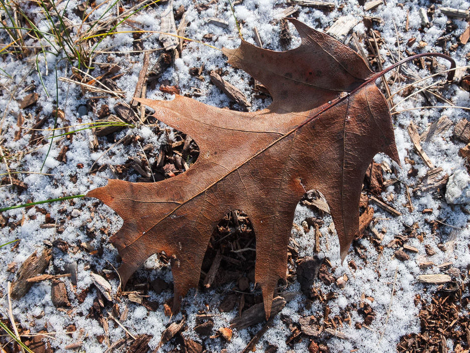 Color photo of an oak leaf lying on snow covered ground