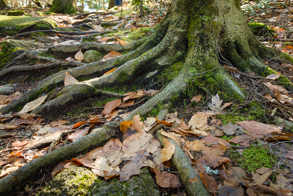 Fallen leaves near tree roots at Pisgah State Park
