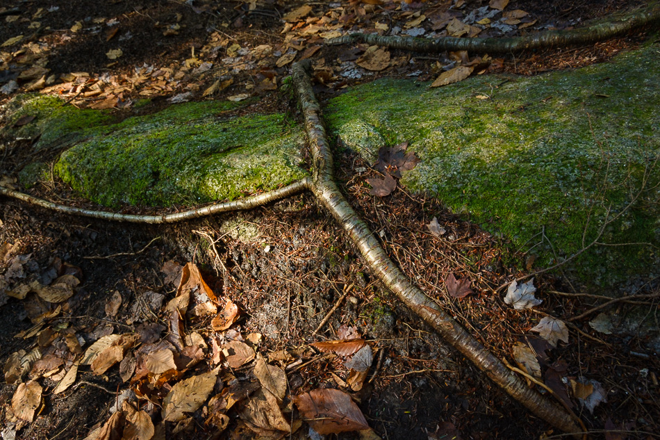 A tree root stretches across the mossy surface of a boulder in Pisgah State Park