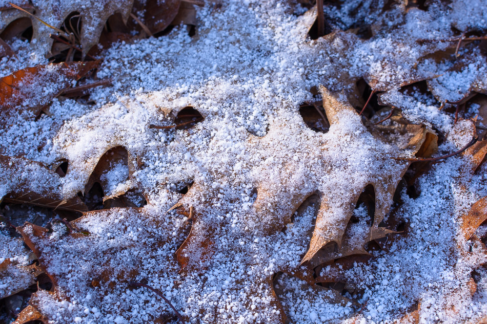 Photo of oak leaves with a light coating of white snow
