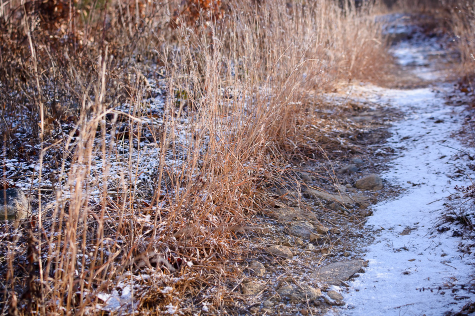 Photo of tall grass along the side of a snow covered trail