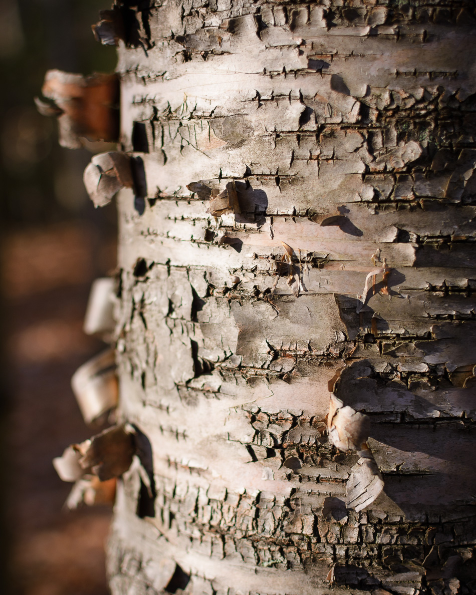 Color photo of the peeling bark of a white birch tree