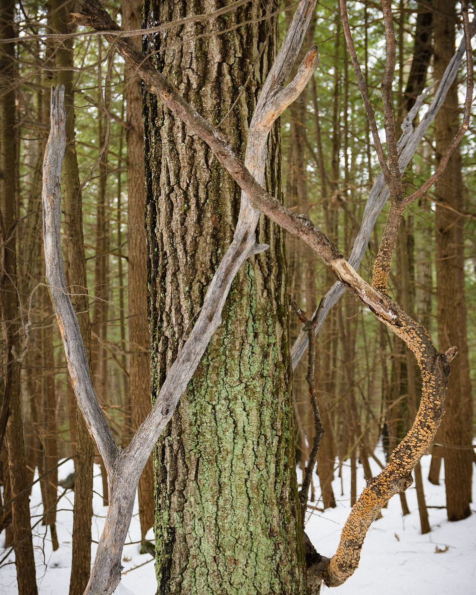 Color photo of a tree entangled in the dead branches of a fallen tree