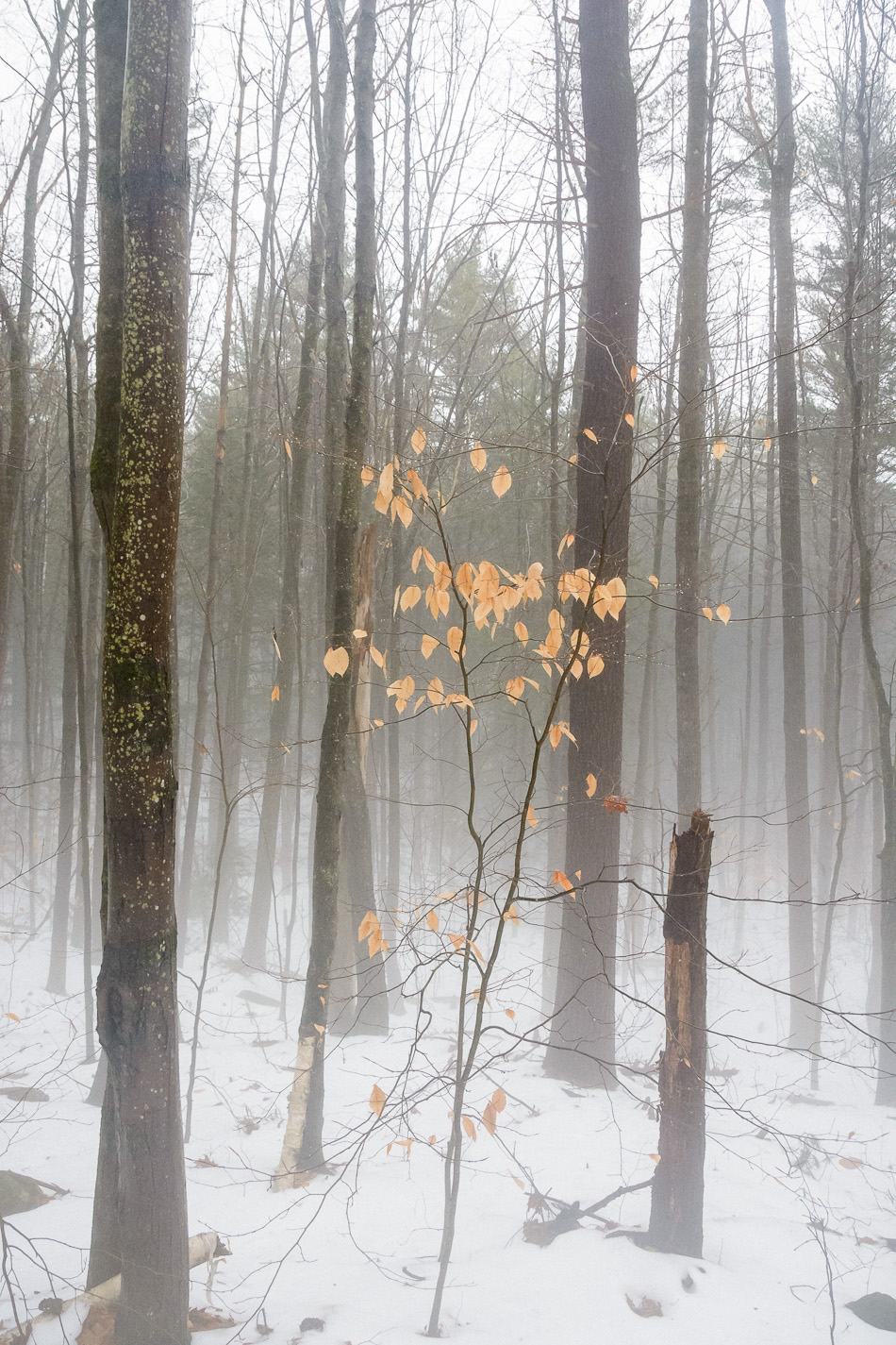 Color photo of trees and fog during early Winter