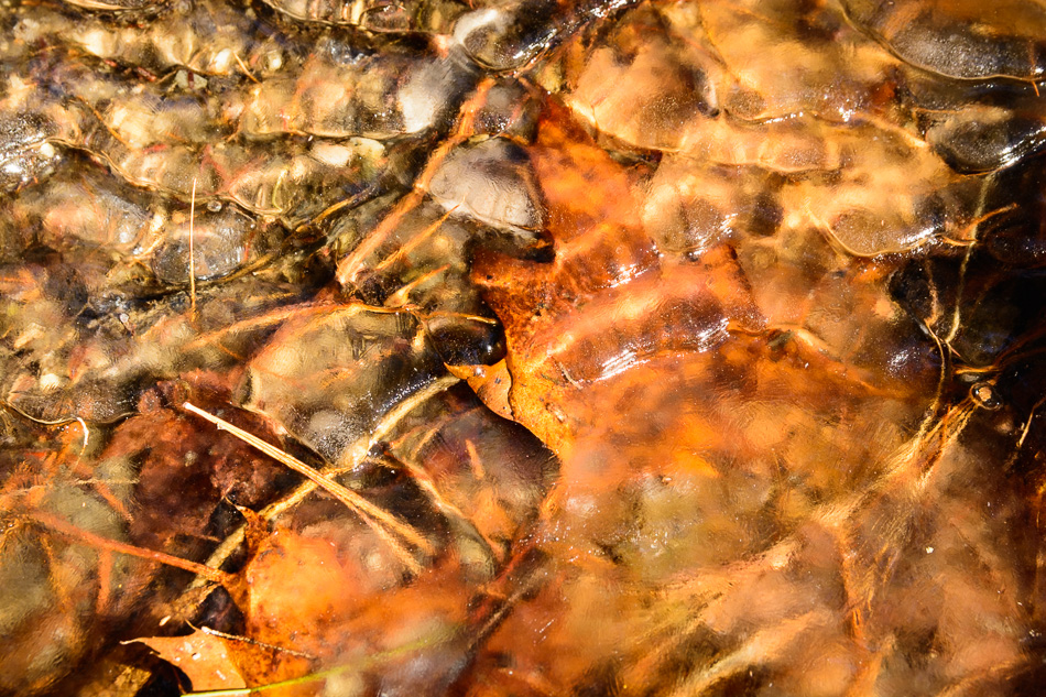 Photo of leaves trapped beneath the ice