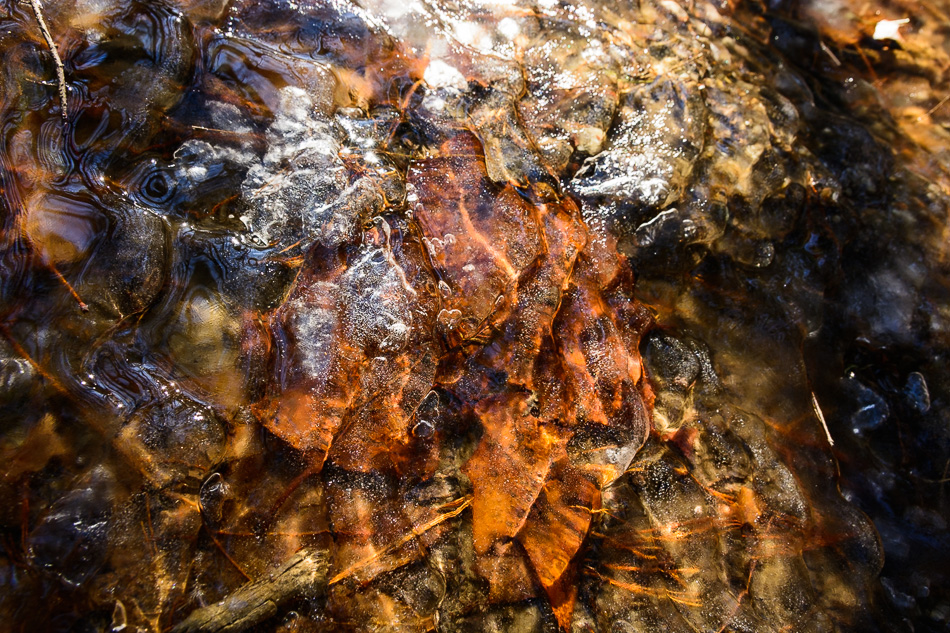 Photo of oak leaves encased in bubbly ice
