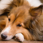 Rusty at Rest Rusty at Rest
