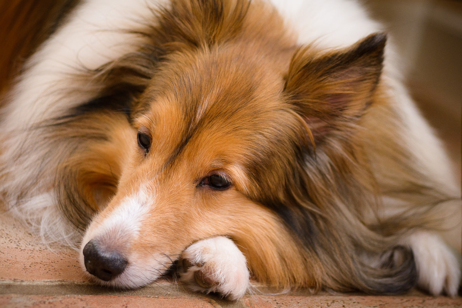 Color photo of a Sheltie named Rusty resting on a tile floor
