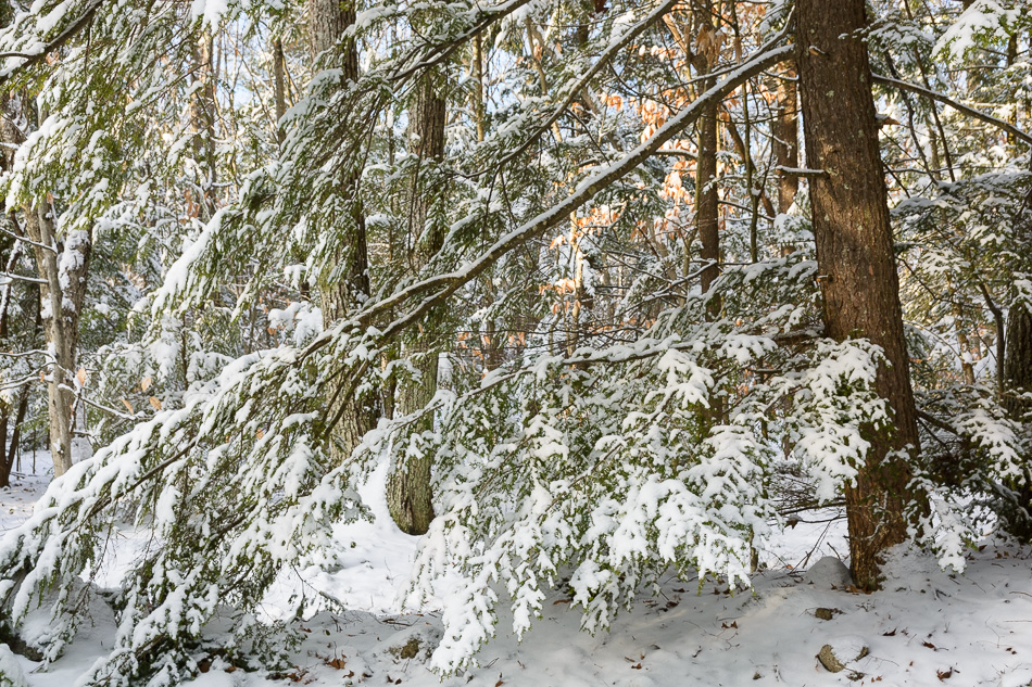 Color photo of the snow covered branches of a large evergreeen tree