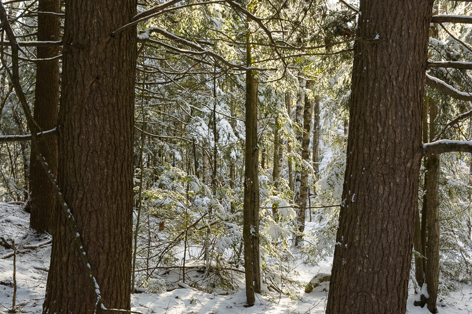 Color photo of two large tree trunks framing some snow covered evergreens