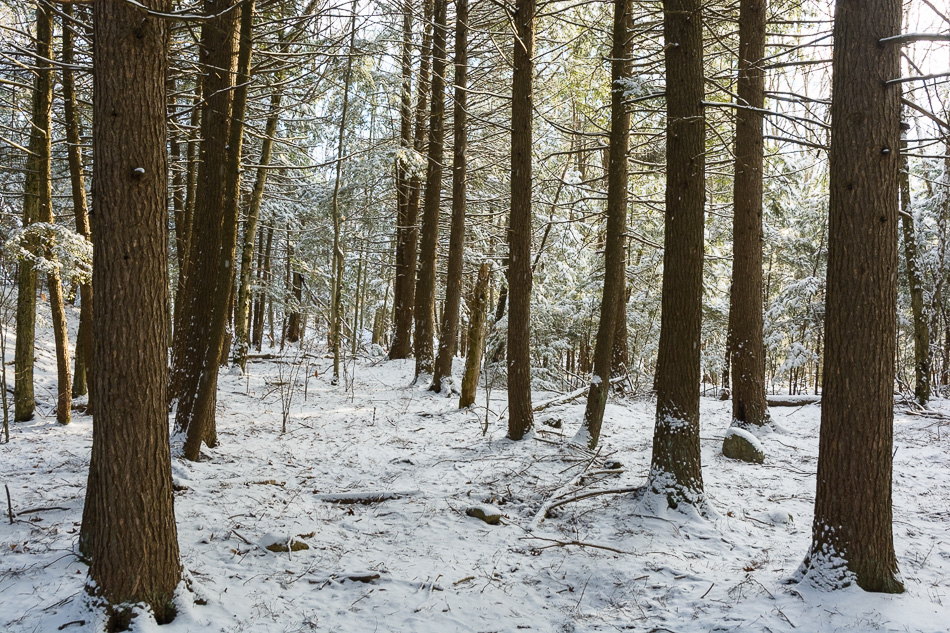 Color photo of dark brown tree trunks against a snowy backderop