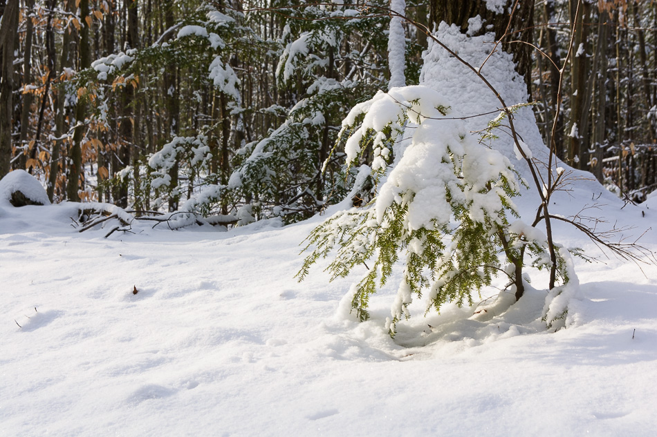 Color photo of a young evergreen bending under the weight of it snow covering