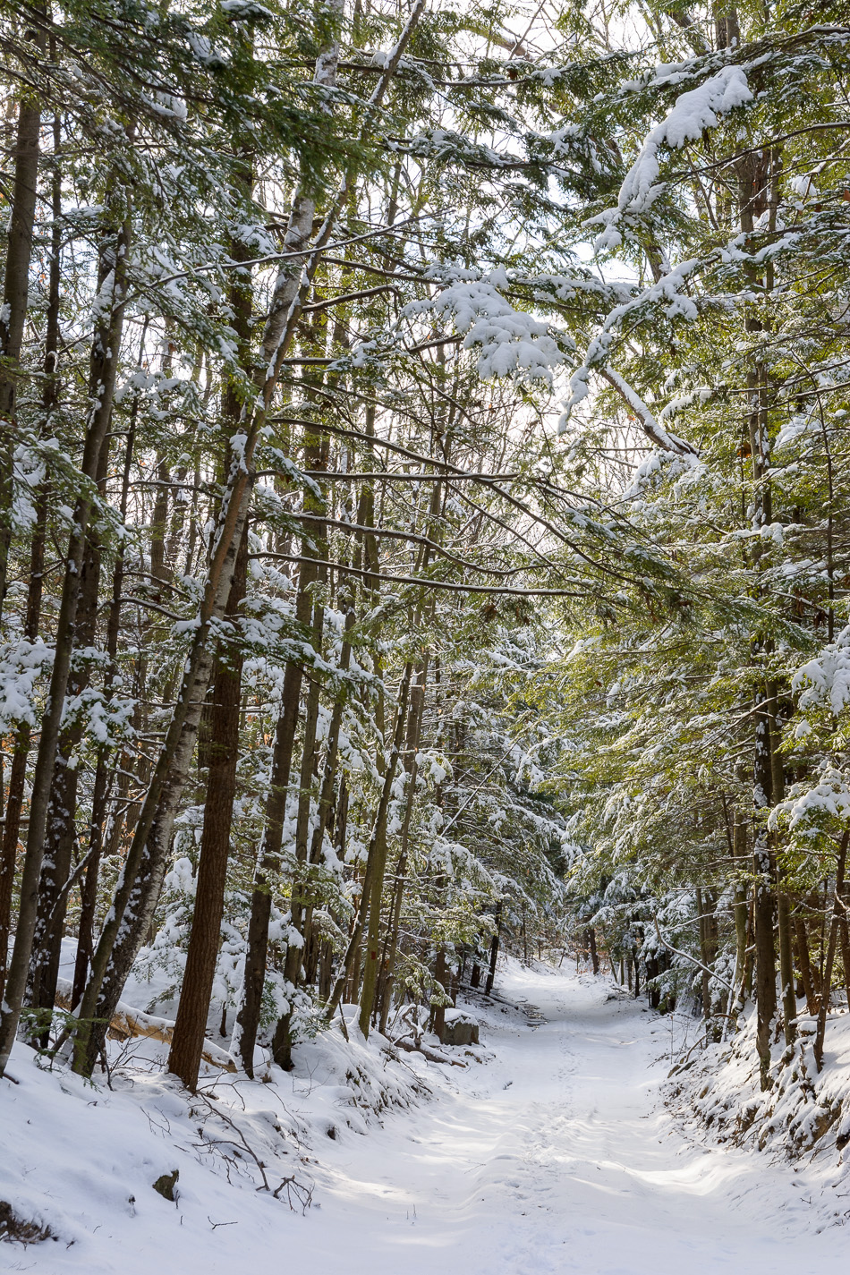 Color photo of snow covered trees lining the trail
