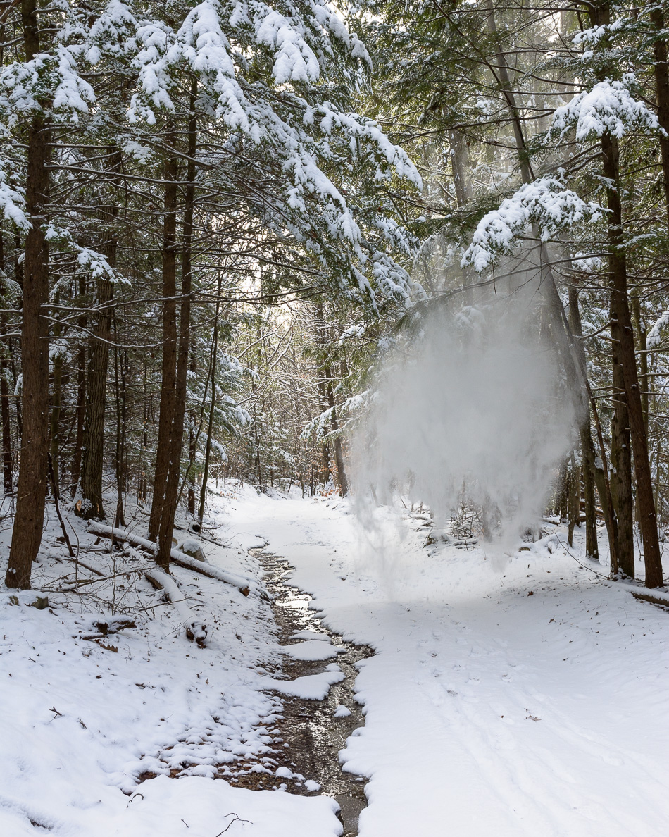 Color photo of snow falling from evergreen branches over a trail