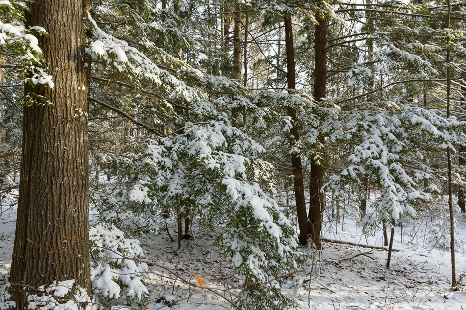 Color photo of evergreen branches covered with fresh snow