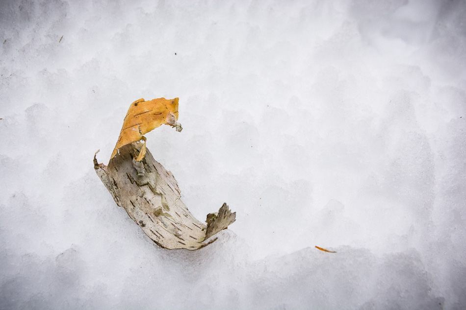Color photo of a curled piece of white birch bark lying on snow