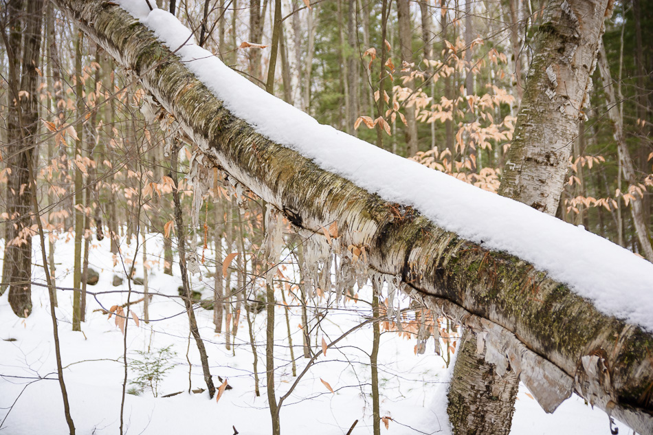 Color photo of a peeling snow covered white birch trunk bending horizontally