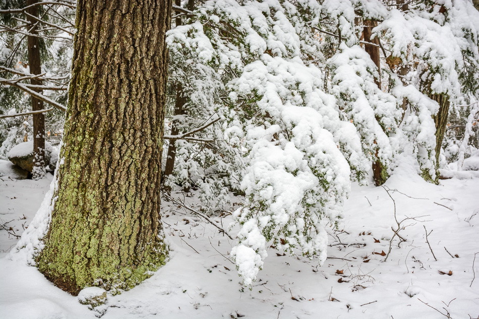 Color photo of evergreen branches sagging under a fresh snow cover
