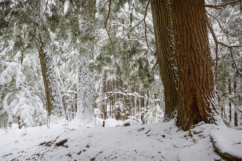 Color photo of dark tree trunks contrasting with fresh white snow