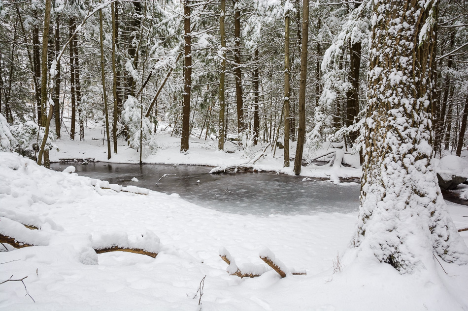 Color photo of a small pool of water in a snow covered forest