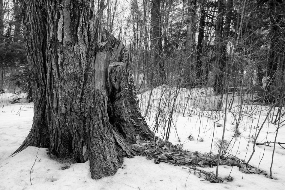 Black and white photo of a large tree stump stretching into the snow