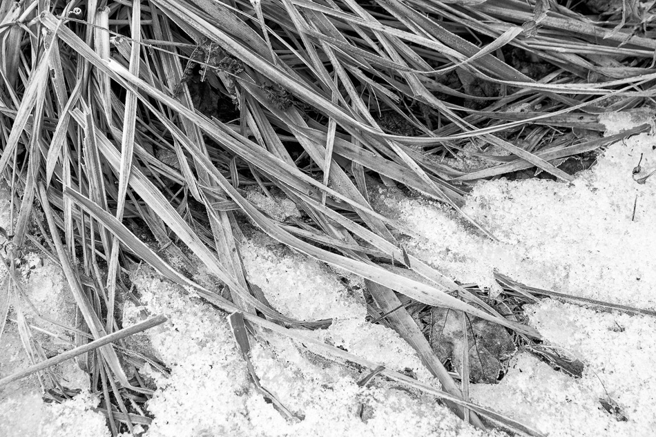 Black and white photo of wavy grass blades on top of snow