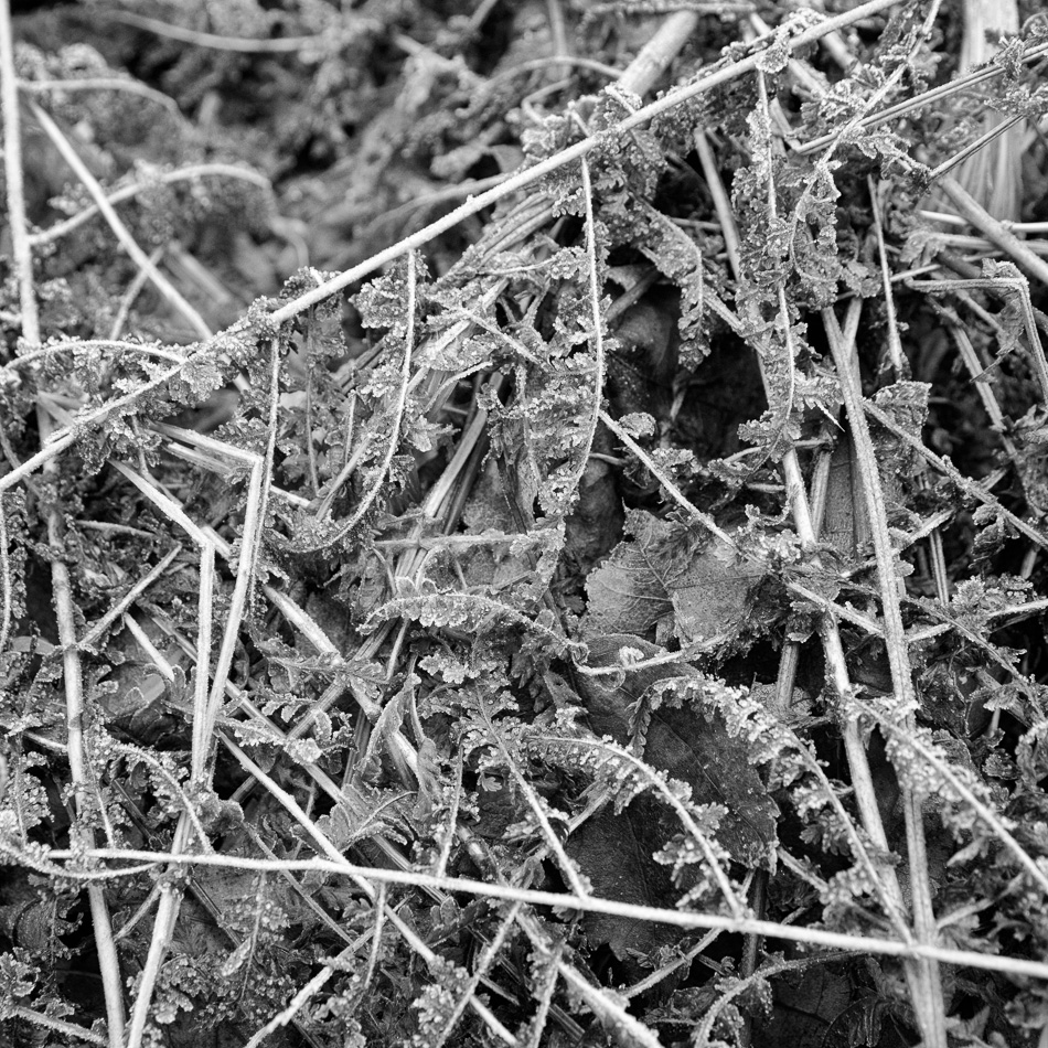 Black and white photo of frozen ground cover