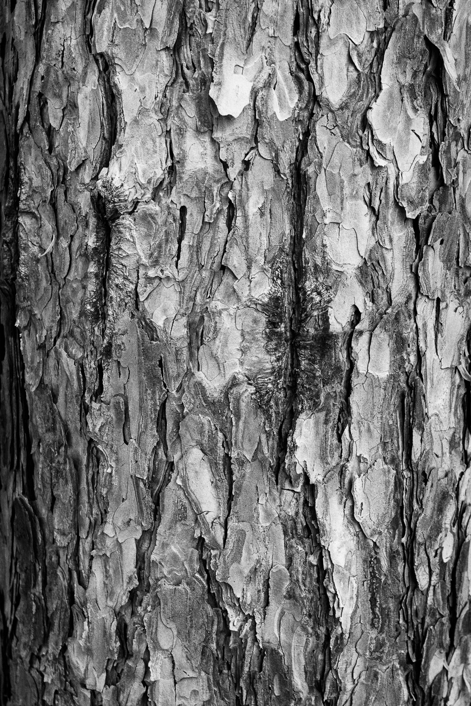 Black and white photo of tree bark detail