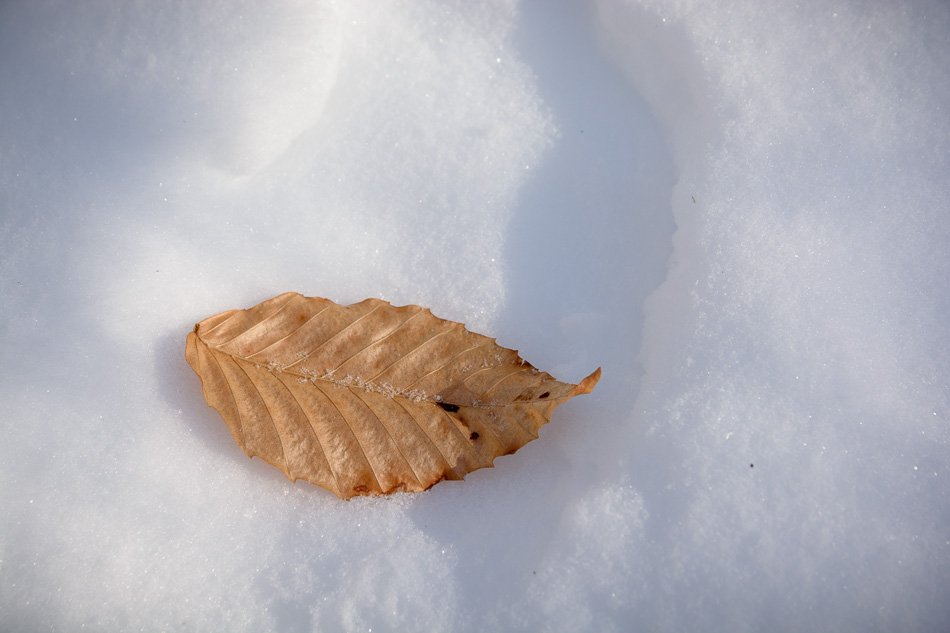Photo of a lone cherry leaf resting on powdery white snow