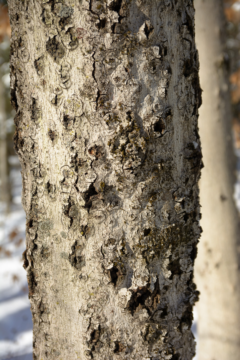Photo revealing the close up textures of tree bark
