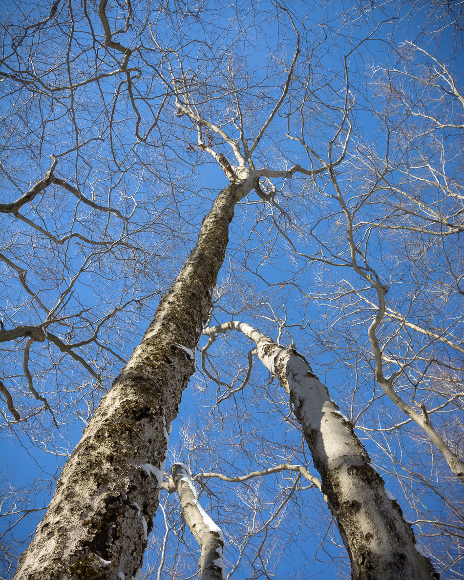 Photo of bare Winter trees against a deep blue Northern sky