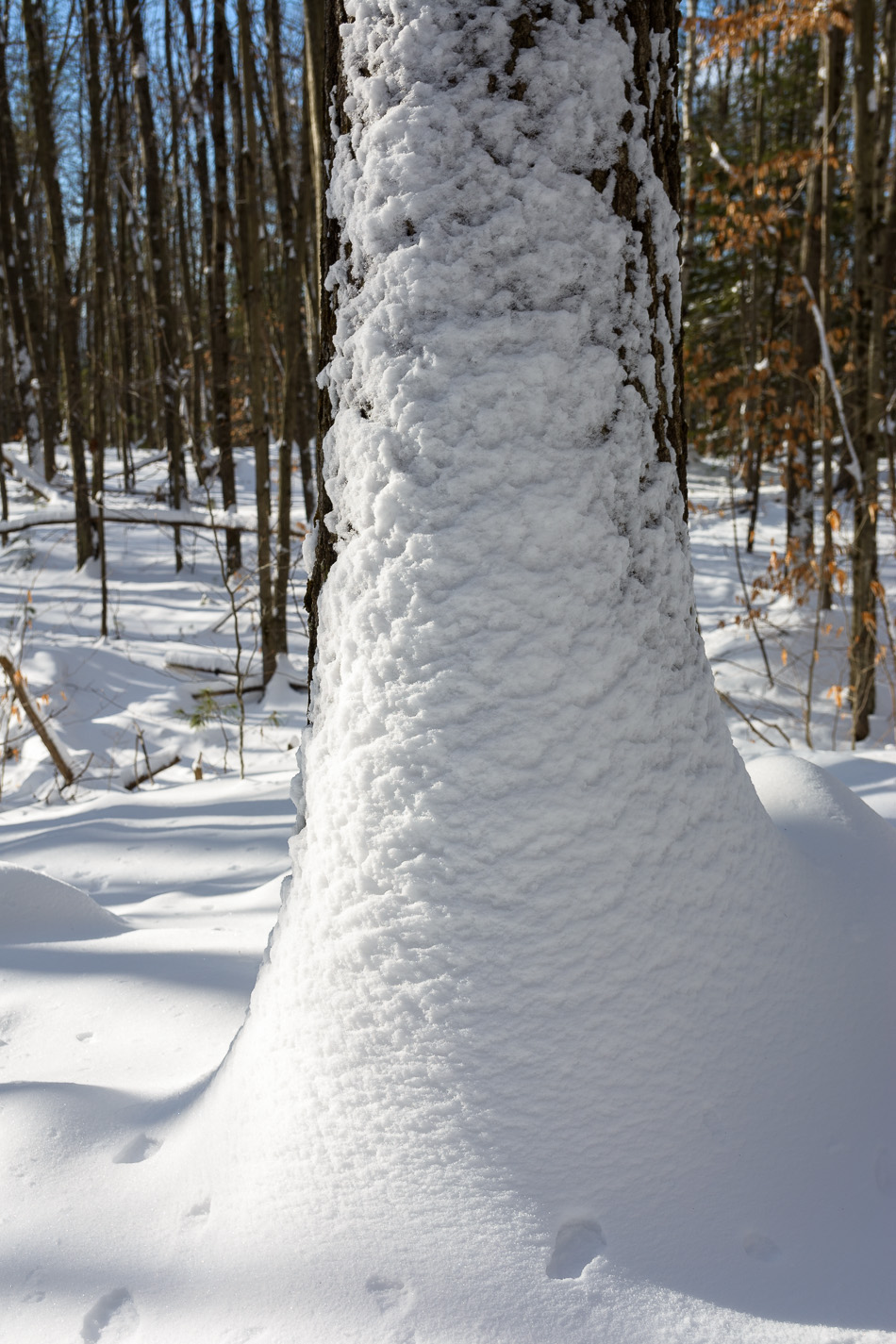 Photo of snow clinging to the bark of a tree