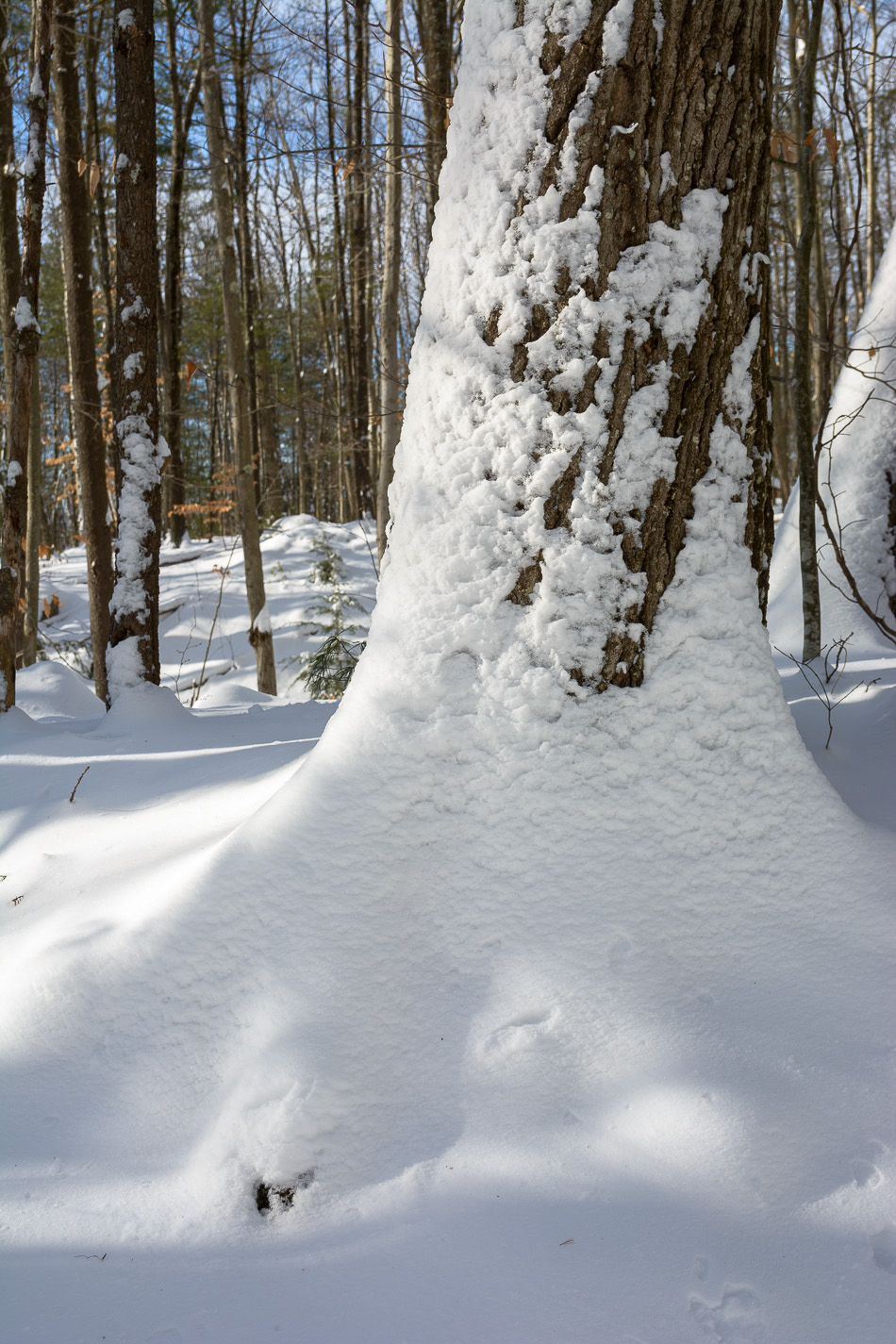 Photo of snow climbing the base of a tree
