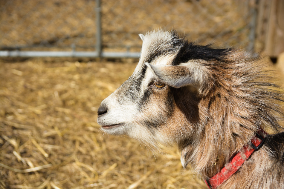 Photo of a goat at Far Fetch Farm