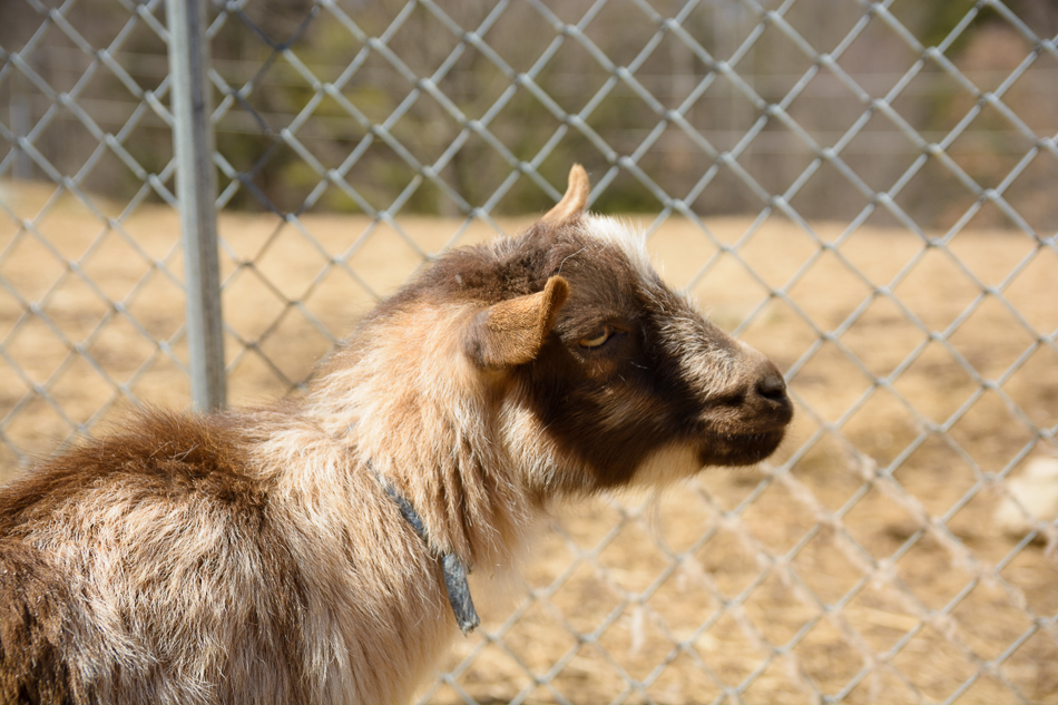 Photo of a goat standing near the fence at Far Fetch Farm