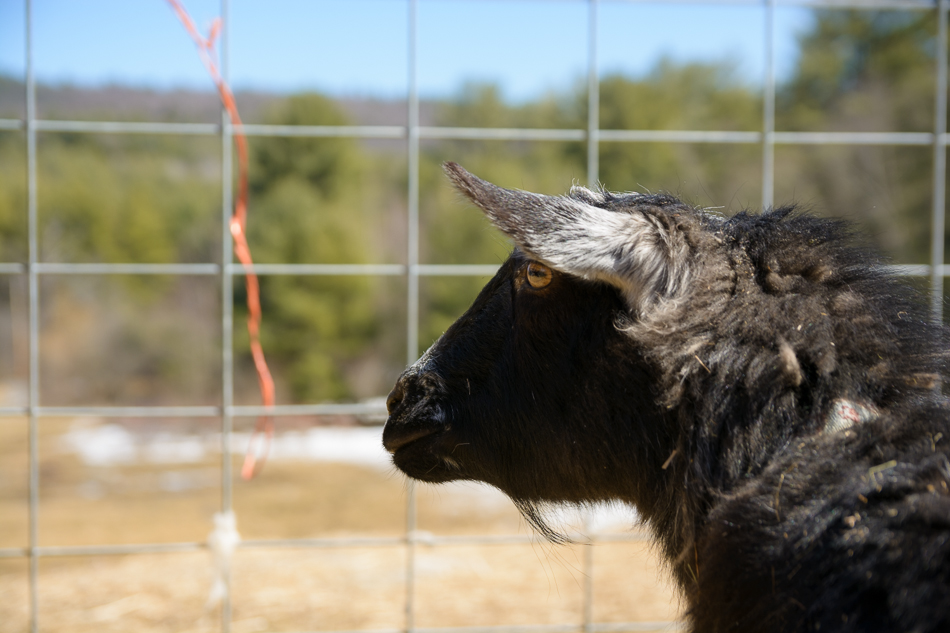 Photo of a black goat looking through the fence at Far Fetch Farm