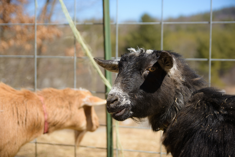 Photo of two goats at Far Fetch Farm