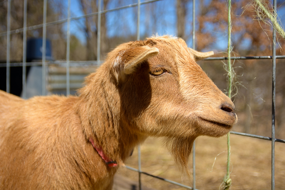 Photo of Chester the goat at Far Fetch Farm