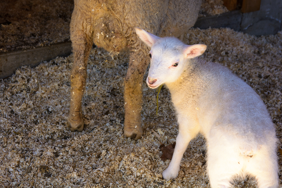 Photo of a lamb in a barn with its mother