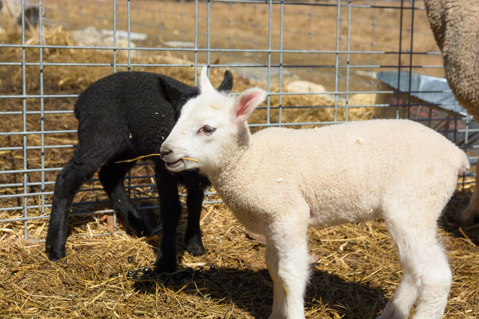 Photo of black and white lambs