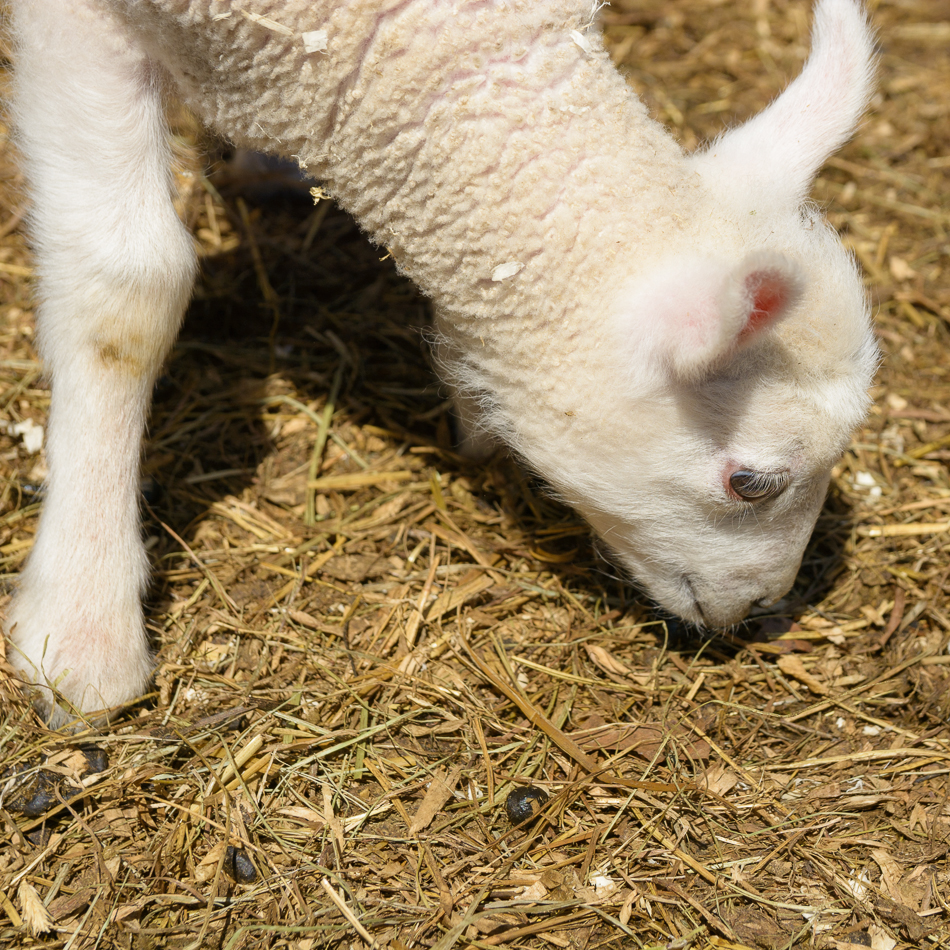 Photo of a white lamb rubbing its nose in the hay
