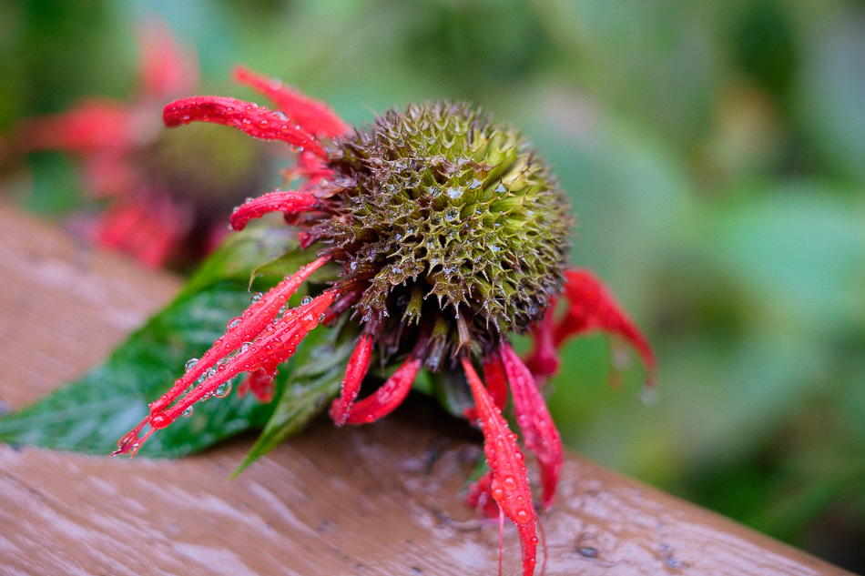 Color photo of bee balm after a rain storm