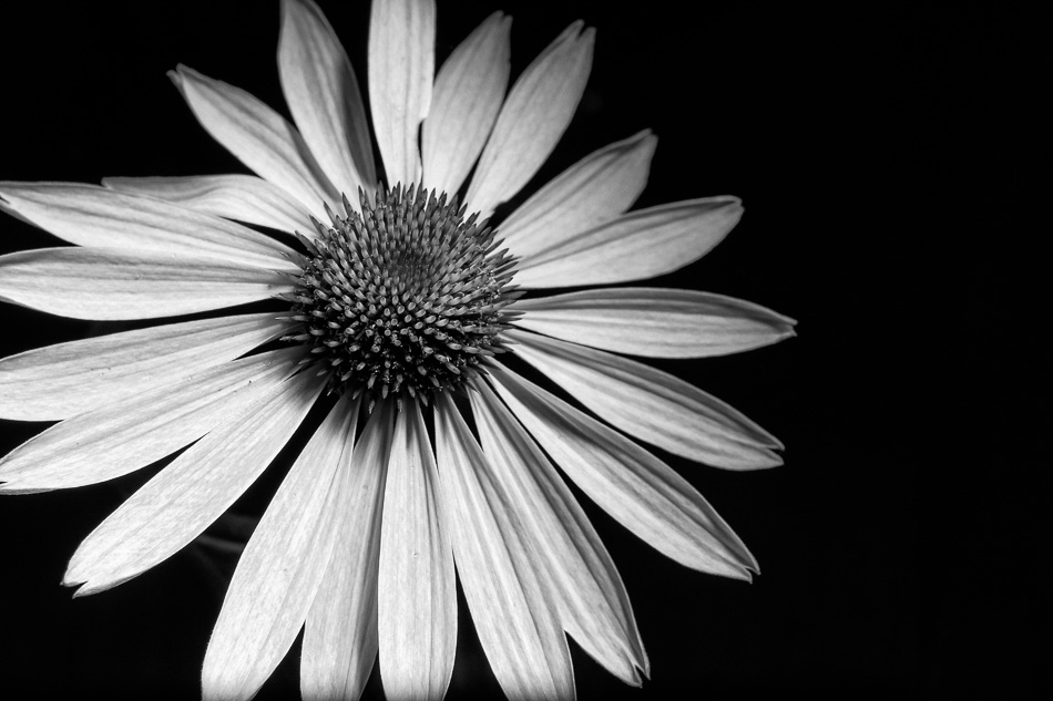 Black and white photo of a cone flower lit from above