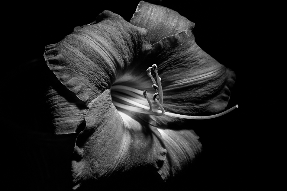 Black and white photo of a daylily illuminated from above