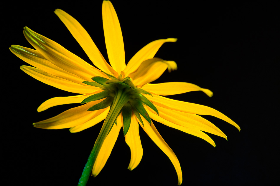Color photo of a black-eyed Susan lit from above