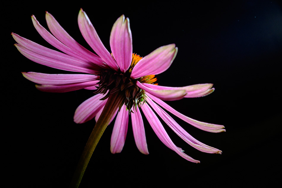 Color photograph of the underside of a cone flower that is lit from above