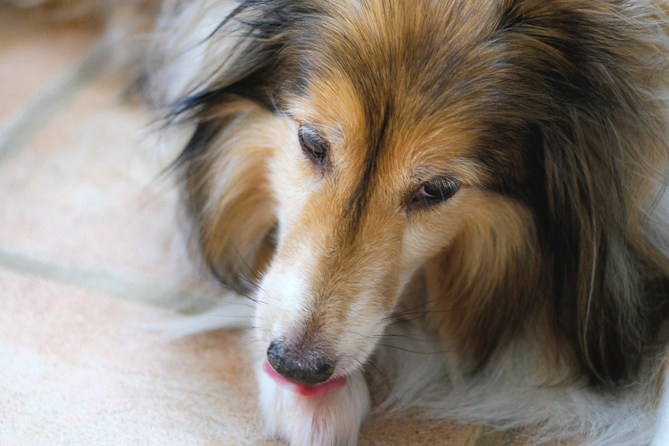 Color photo of a Sheltie licking her paw